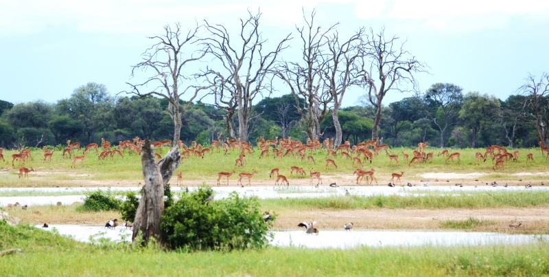 Impala with newborn calves in lush green grass during Hwange's rainy season