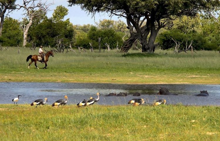Variety of wildlife and birdlife in Hwange National Park. Horseback safaris are available here.