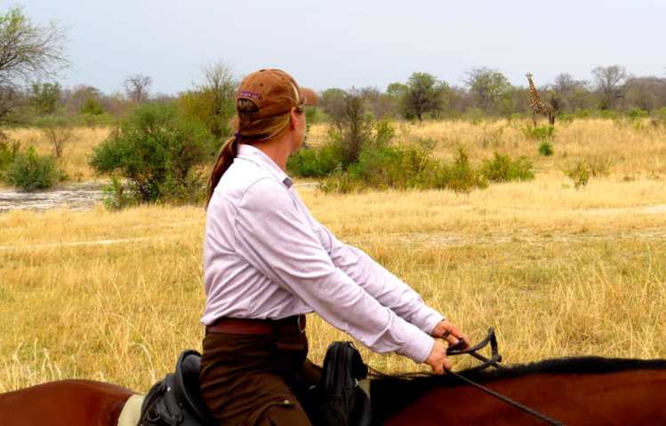 Giraffe seen on a horseback safari in Hwange National Park, Zimbabwe
