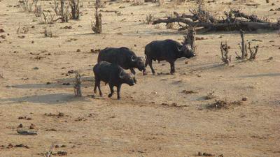 Daggaboys approach waterhole