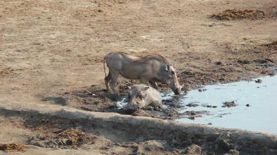 Warthogs cooling off