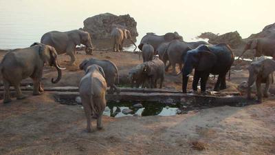Elephants cooling off