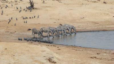Zebra drinking at Masuma