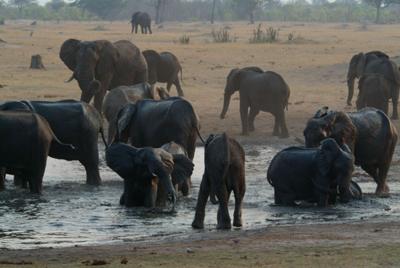 Water is a scarce and vital commodity for these Elephant