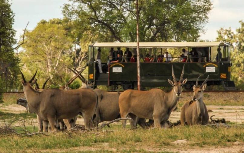 The Elephant Express in Hwange