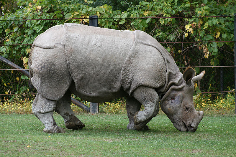 Indian Rhino in captivity