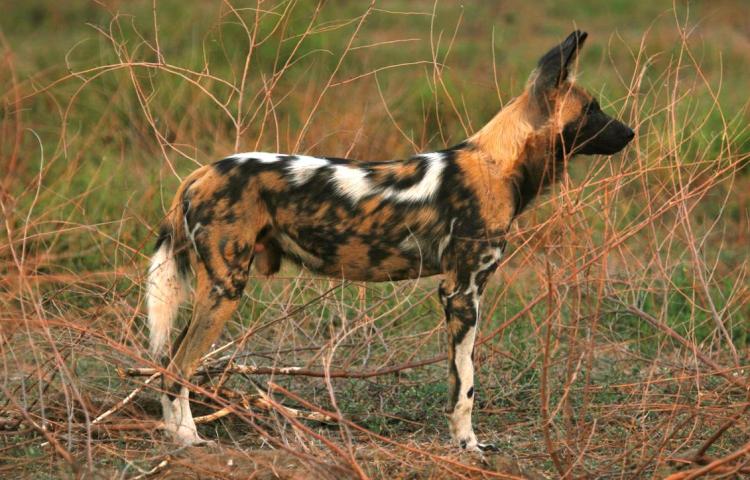 african wild dog being hunted