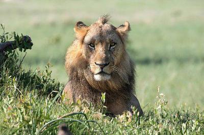 Credit - facebook.com/FriendsOfHwange