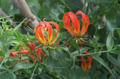 Credit - facebook.com/FriendsOfHwange