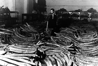 A cache of seized ivory in a warehouse