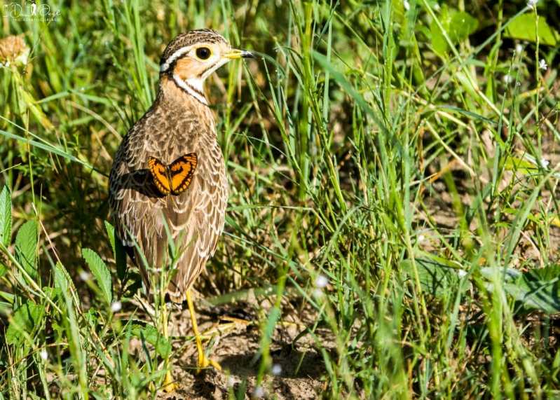 Dan Peel Photography - The Joker and the Courser - taken in Hwange National Park, Zimbabwe