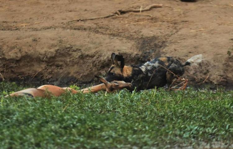 African wild dog with impala kill in Mana Pools National park in Zimbabwe