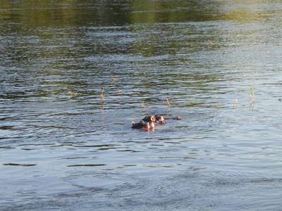 Hippos on cruise