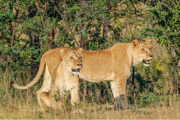 Gorgeous females of the local lion pride in Victoria Falls, Zimbabwe