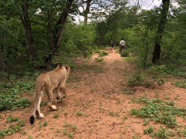 Exhilarating Zimbabwe: 10 Thrilling Adventures for the Adventurous Soul 15 Walk With Lions