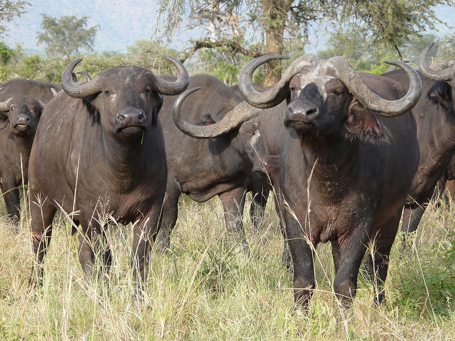 Brød industri Fremmedgøre African Buffalo - fearsome member of the Big Five