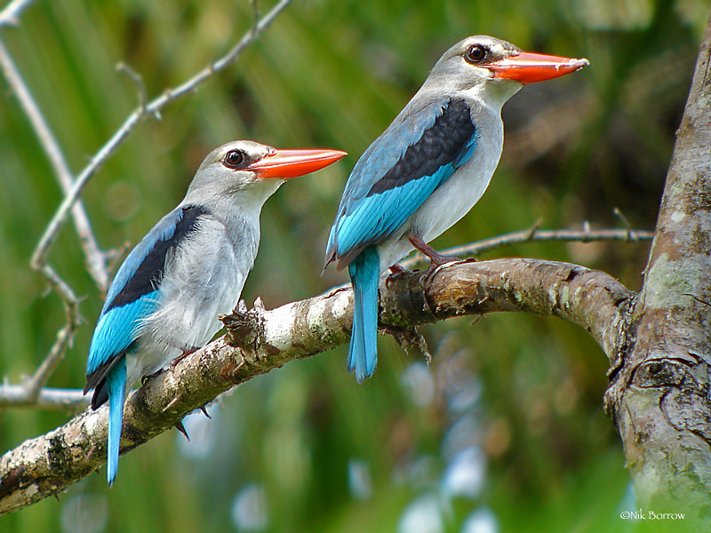 Mangrove Kingfisher