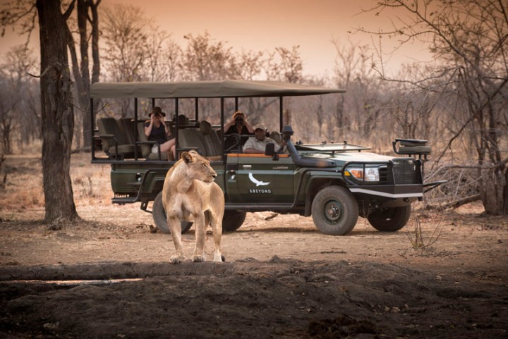 Lion spotted on game drive