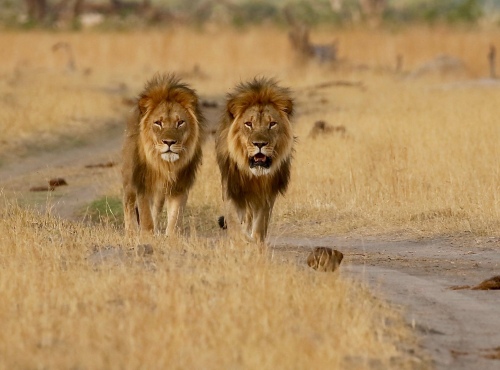 Camp Silwane wildlife - Hwange