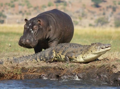 Zambezi Queen Houseboat on the Chobe River - Namibia