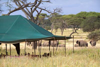 Akiba Kibwe Camp, South Serengeti, Tanzania