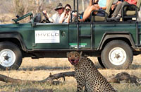Game drive in Hwange National Park. Chobe, Victoria Falls, Hwange safari.