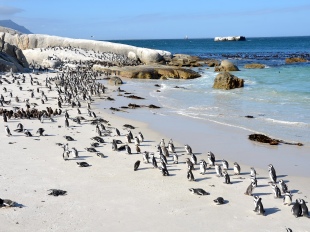 African Penguins on Boulders beach on a Peninsula Scenic Tour of Cape Town, South Africa