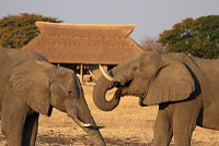 Locals at Camp Hwange, Hwange National Park - Zimbabwe