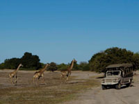 Chobe game drive with Chobe game lodge, Botswana