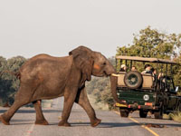 Chobe game drive in Botswana