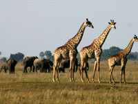 Victoria Falls - Zimbabwe