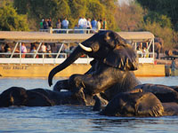 Chobe River cruise in Botswana