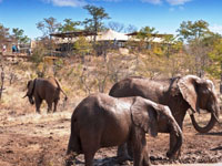 The Elephant Camp - 5 star safari luxury in Victoria Falls, Zimbabwe
