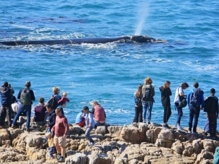 Whale watching on a Hermanus Tour - Cape Town, South Africa