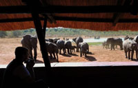 Ivory Lodge safari in Hwange - Zimbabwe