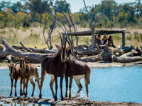 Amazing game viewing at Little Makalolo Camp, Hwange National Park, Zimbabwe