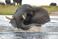 Elephant splashing on the Chobe River - Botswana