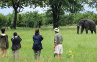 Walking safari in Hwange National Park. Package with Victoria Falls.