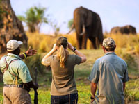 The best safari is on foot. Mana Pools National Park, Zimbabwe