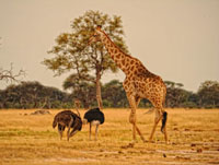 Game drive in Hwange National Park with Somalisa Camp, Zimbabwe