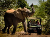 Elephant on a game drive in the Zambezi National Park, just upstream from the Victoria Falls, Zimbabwe