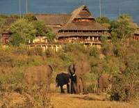 Elephant by the wwaterhole at Victoria Falls Safari Lodge in Zimbabwe