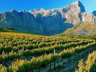 Cape Winelands of South Africa - Wine Tour