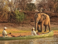 Elephant on a canoe trip in Mana Pools - Zimbabwe