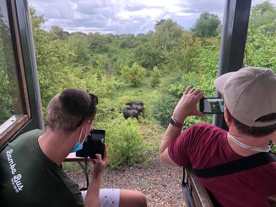 Buffalo in the park seen on the Tram