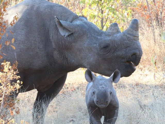 Rhino and baby in Victoria Falls, Zimbabwe