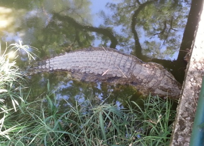 Nile Crocodile Farm in Victoria Falls - get close but not too close