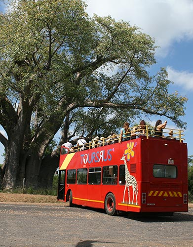 Bus stops at The Big Tree