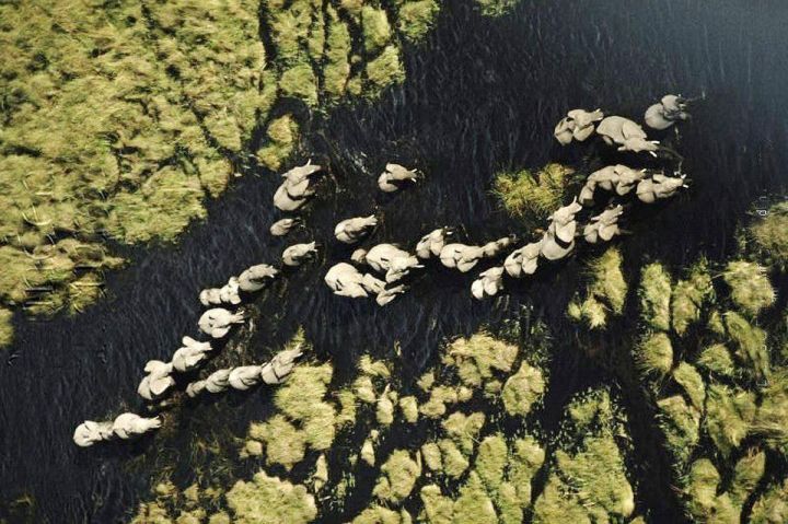 Elephants through Okavango Delta