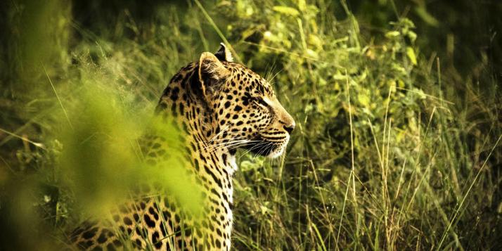 Leopard spotted in the Okavango Delta